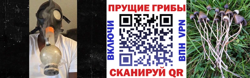 Купить где  Баймак  Галлюциногенные грибы GOLDEN TEACHER 
